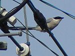 Blåskata (Cyanopica cyanus) av underarten C. c. japonica, Japan.