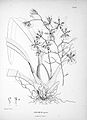 Oncidium pictum, Illustration