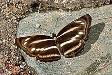 Open wing basking position of Neptis nashona Swinhoe, 1896 – Less Rich Sailer WLB IMG 2140.jpg