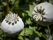 Les graines de pavot - Tout sur le pavot (Papaver somniferum), origines,  bienfaits et utilisation en cuisine