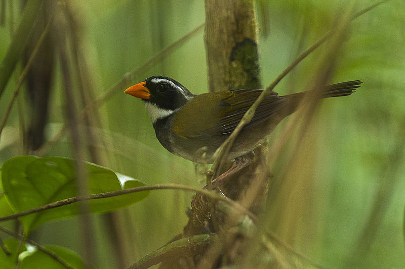 File:Orange-billed Sparrow - Panama MG 2678 (22763229394).jpg