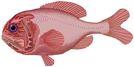 Tập_tin:Orange_roughy.png