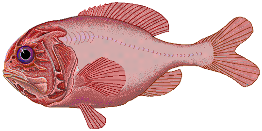 The orange roughy is also a robust benthopelagic fish