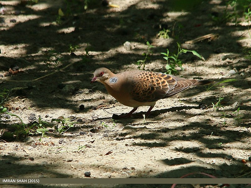 File:Oriental Turtle Dove (Streptopelia orientalis) (19872526961).jpg