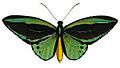 Ornithoptera priamus pronomus.jpg