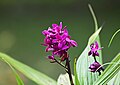 Spathoglottis unguiculata