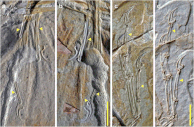 Furrows (yellow arrows) in the hand bones of Ostromia (a,b) and Anchiornis (c,d) Ostromia and Anchiornis hands.gif