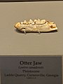 Otter jaw, Tellus Science Museum.jpg