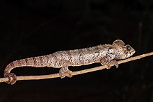 Oustalet's chameleon (Furcifer oustaleti) male Montagne d’Ambre.jpg