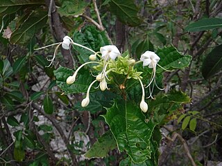 <i>Ovieda</i> Genus of flowering plants