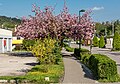 * Nomination Blooming forsythia and prune tree on 10. Oktober Strasse #23, Pörtschach, Carinthia, Austria --Johann Jaritz 02:40, 27 April 2018 (UTC) * Promotion Good quality. --Bgag 03:53, 27 April 2018 (UTC)