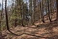 * Nomination Forest trail Almweg in Leonstein, Pörtschach, Carinthia, Austria -- Johann Jaritz 02:46, 8 April 2021 (UTC) * Promotion  Support Good quality. --XRay 03:41, 8 April 2021 (UTC)