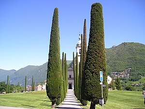 Collina d'Oro