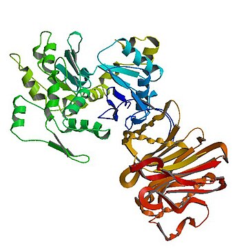 Actin, alpha skeletal muscle