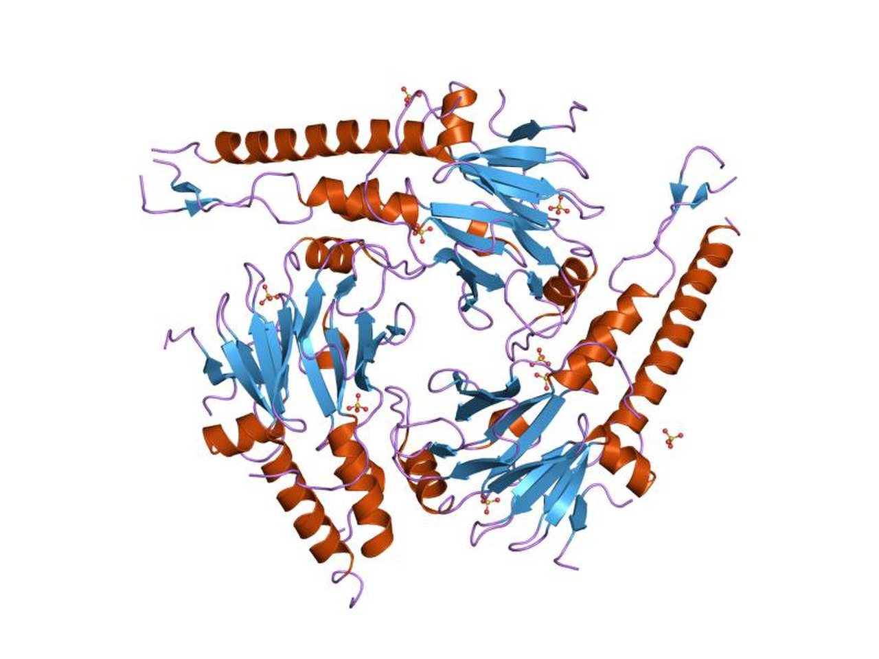 Полипептид рисунок. DPP (decapentaplegic). Protein homolog.