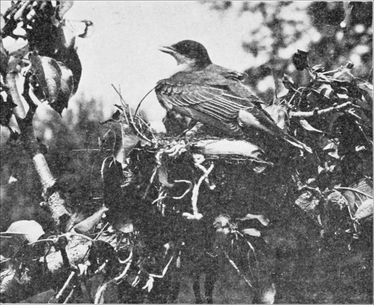 File:PSM V76 D541 Kingbird in shielding position over young.png