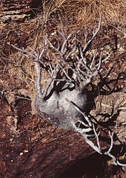 Il Pachypodium (piede di elefante) viene detto baobab bonsai