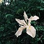 Thumbnail for Iris chrysophylla