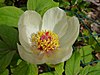 Paeonia tomentosa (blomma) .jpg