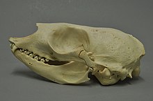 Skull of a harp seal Pagophilus groenlandicus 02 MWNH 188.JPG