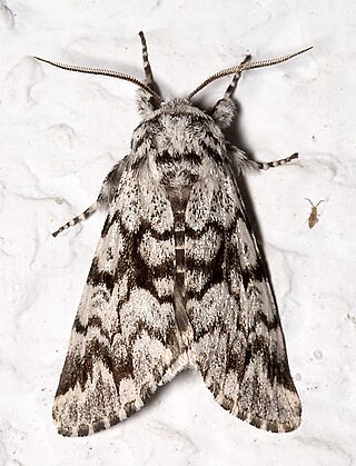 <i>Panthea acronyctoides</i> Species of moth