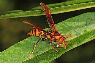 <i>Polistes major</i> Species of wasp