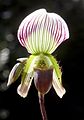 Paphiopedilum callosum