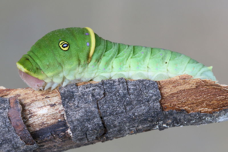 File:Papilio canadensis caterpillar 2.JPG