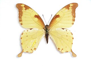 <i>Papilio nobilis</i> Species of butterfly