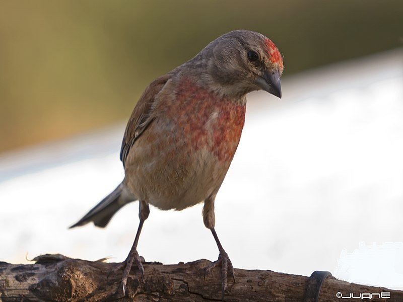 File:Pardillo comun - Carduelis cannabina. (♂) (7181896714).jpg