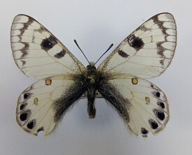 Parnassius loxians tashkorensis