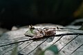 * Nomination: Amazonian horned frog on a leaf in the Manu national park, Peru --Felino Volador 02:36, 24 June 2024 (UTC) * * Review needed