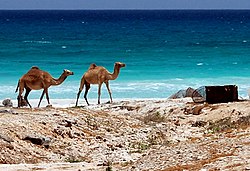 Camels on the beach at Ash-Shihr