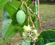 Passiflora coriaceae Juss.jpg