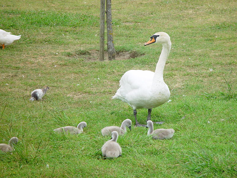 File:Patos no parque da cidade.JPG