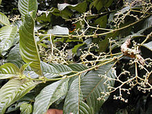 Pauridiantha floribunda (Rubiaceae) dari Dja Faunal Reserve.jpg