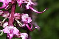 Pedicularis groenlandica