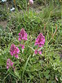 Pedicularis verticillata 001.JPG