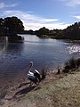 Pelican stands by the bank of a pond in Centennial Park.JPG