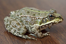 Pelophylax ridibundus.