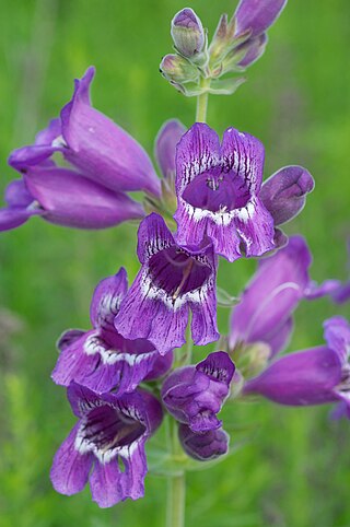 <i>Penstemon cobaea</i> Species of flowering plant