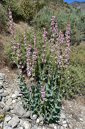 Descrizione dell'immagine Penstemon palmeri 11.jpg.