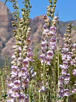 Tuoksupipo (Penstemon palmeri)