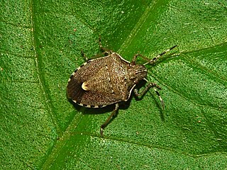 <i>Holcostethus albipes</i> Species of true bug