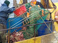 A color photograph two fishermen on a fishing boat examibing a net filled with captured southern king crabs