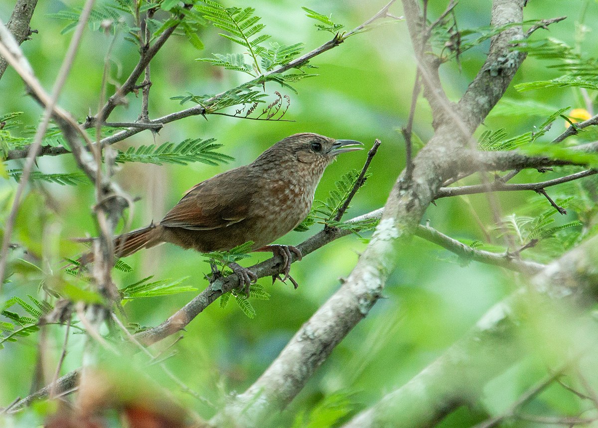 Spot-breasted thornbird - Wikipedia