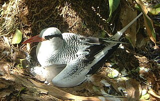 Die Tropikvögel (Phaethon) si