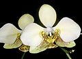 Phalaenopsis stuartiana var. nobilis (syn.)