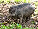 Philippine warty pig (Sus philippensis) in Philippine Eagle Center, Davao, Philippines.jpg