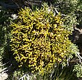 Phoradendron juniperinum